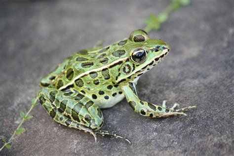 Northern Leopard Frog Img5875 Juvenile Northern Leopard F Flickr