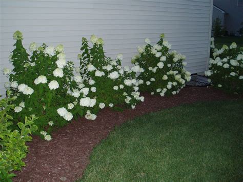 Foundation Planting Hydrangea at Virginia Corns blog