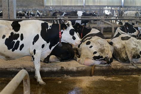 Fruga Exige A Medio Rural Un Protocolo Claro Frente A La Enfermedad