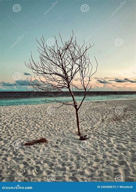 Vertical Of A Naked Tree Grown In The Middle Of A Sandy Beach Against A