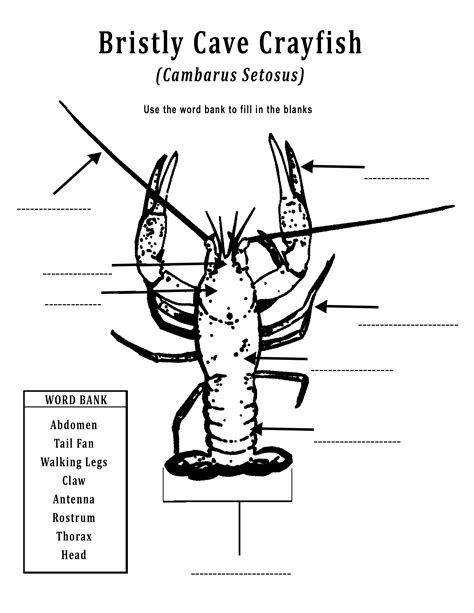 Dissection Of Crayfish Worksheet Crayfish Dissection Docx