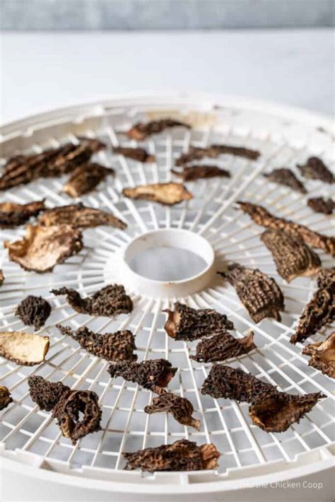 Drying Morel Mushrooms - Beyond The Chicken Coop