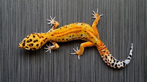 Geckos | JB Leopard Geckos