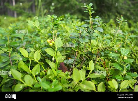 Blueberry O Blueberry Myrtle Vaccinium Myrtillus Un Arbusto De Bajo