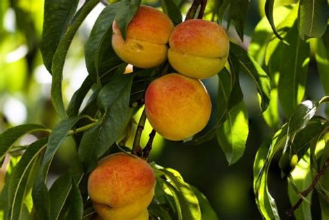 Grow Peaches in Northern Zones: 3 Cold-Hardy Peach Trees | The Yankee Dirt