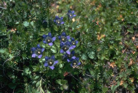 Rainier Pleated Gentian Gentiana Calycosa Griseb