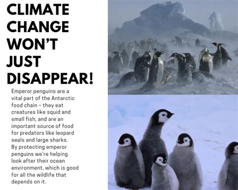 WHY EMPEROR PENGUINS ARE SO IMPORTANT Emperor penguins are a vital part
