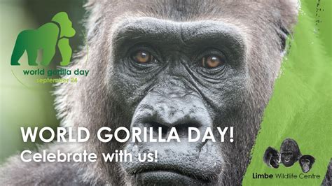 World Gorilla Day At The Limbe Wildlife Centre YouTube