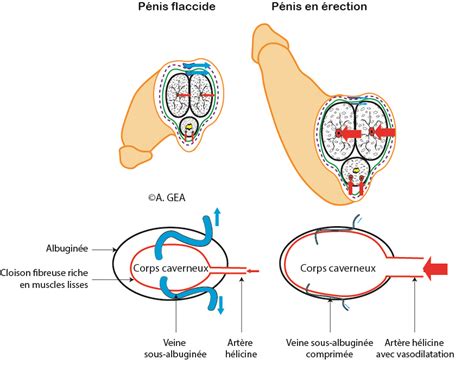 Troubles De L Rection Et Huiles Essentielles Arnaud Gea