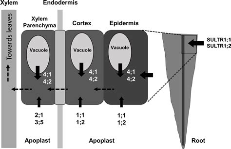 Schematic Representation Of Sulfate Transport In Plant Roots