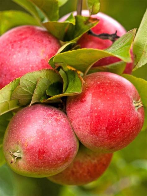 Äpple 'Aroma' 2 år - Frukt & Bär - Trädgårdsväxter | Trädgårdsväxter ...
