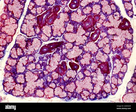 Salivary Gland Coloured Light Micrograph Of A Section Through A