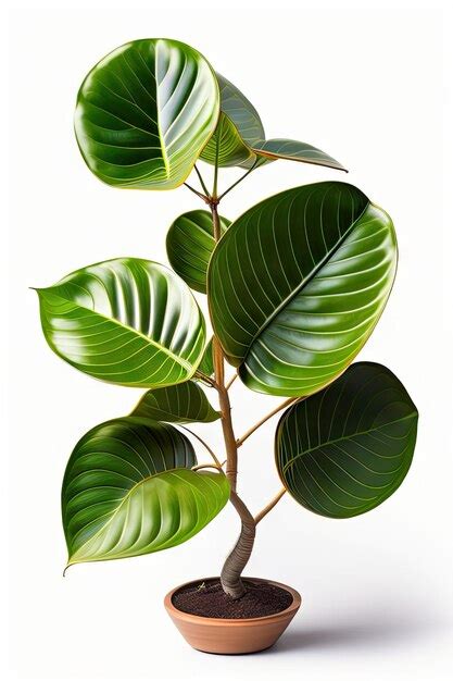 Planta Rara Con Hojas Variegadas De Higuera Fiddleleaf Ficus Lyrata El