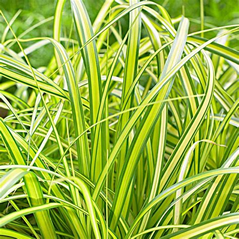 Ornamental Grass Carex Oshimensis Evercolor® Eversheen White Flower Farm