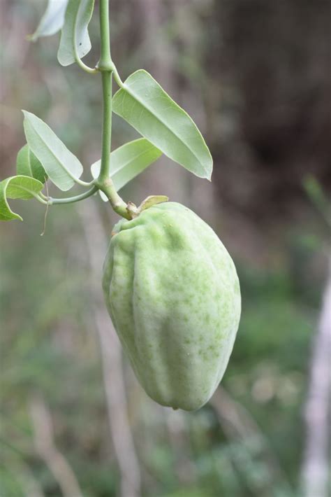 Moth Vine Climatewatch Australia Citizen Science App