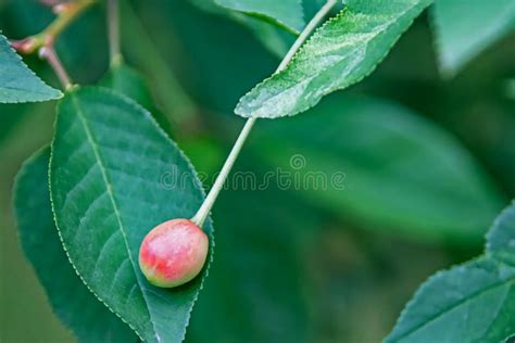 Cherry Tree with Green Leaves and Cherry Berries Stock Photo - Image of cherry, leaf: 220743214