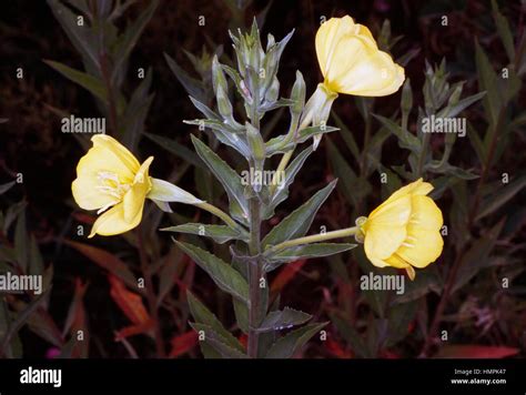 Common Evening Primrose Or Evening Star Oenothera Biennis Onagraceae