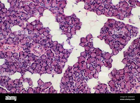 Light Micrograph Of Normal Human Parotid Gland One Of The Salivary