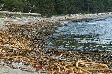 Bull Kelp Washed Up On Shore En Masse Photo Taken On The W Flickr