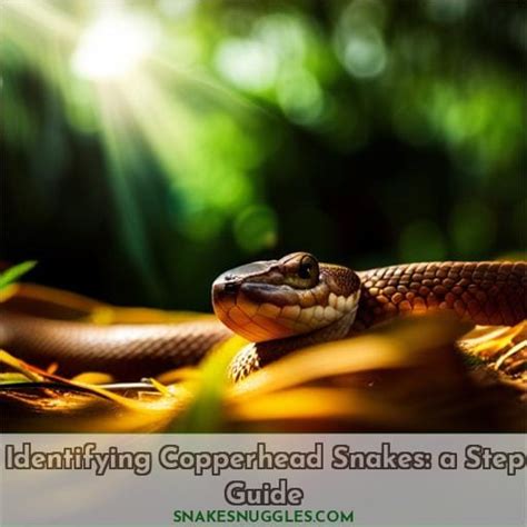 Identifying Copperhead Snakes A Step Guide