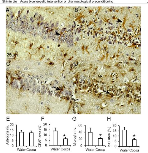 Figure 6 From Acute Bioenergetic Intervention Or Pharmacological