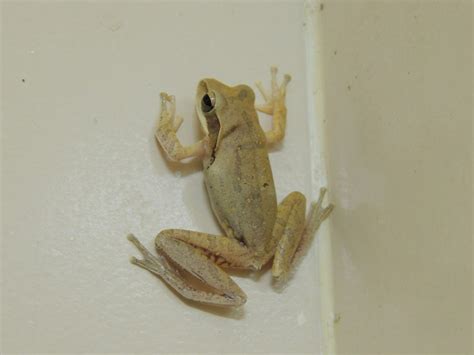 Dera's bio-diversity: Common Indian Tree Frog