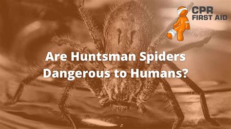 Are Huntsman Spiders Dangerous To Humans Cpr First Aid