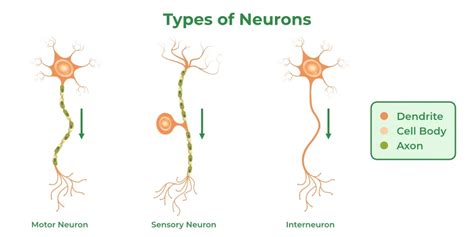 Nervous Tissue - Definition, Characteristics, Functions, Types ...