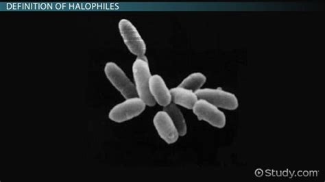 Halophilic Bacteria