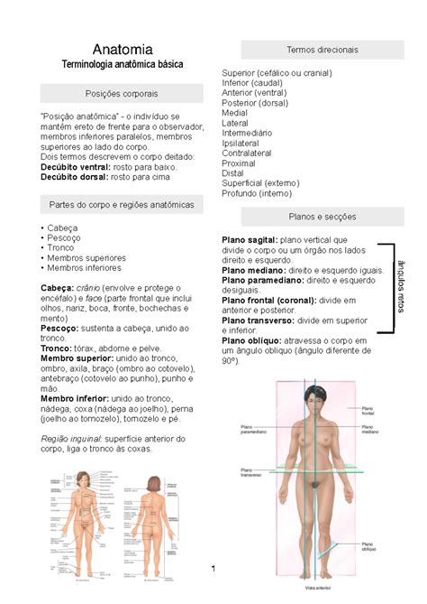 Anatomia Posicoes Posições Do Corpo Humano Anatomia Terminologia