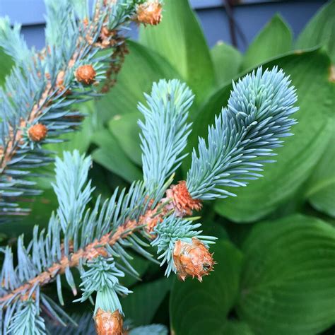 Colorado Spruce & Colorado Blue Spruce | Tooleys Trees