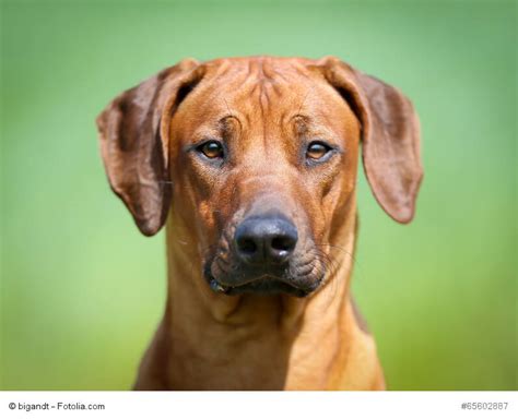 Rhodesian Ridgeback Steckbrief FCI Klasse Wesen Haustiermagazin