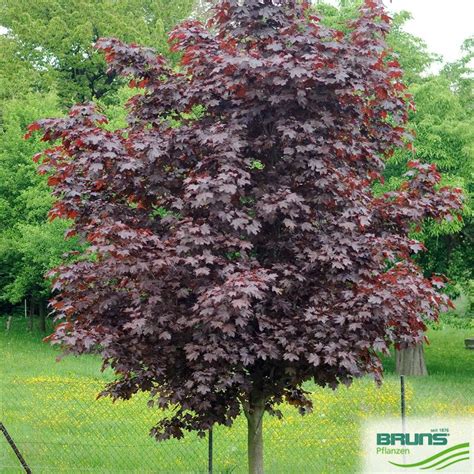 Acer Platanoides Faassen S Black Von Bruns Pflanzen