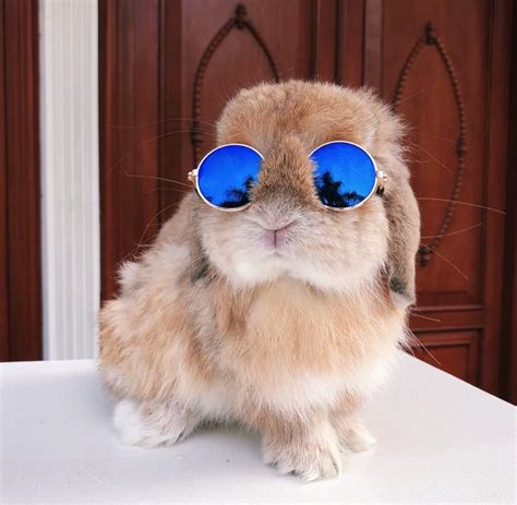 Bunny With Glasses