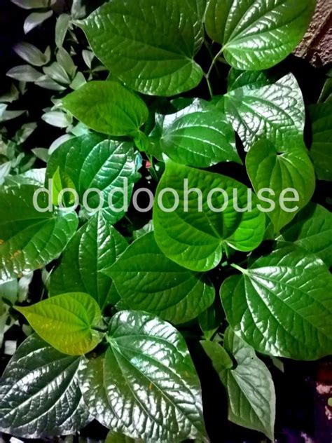 Ready Stock Pokok Betel Daun Kaduk Wild Betel Leaf Daun Kaduk