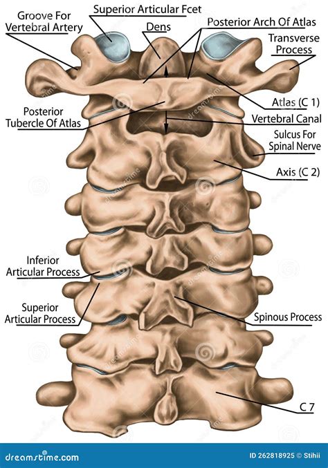 Visi N Posterior De La Estructura De La Columna Vertebral Cervical