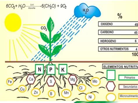 Nutrientes Del Suelo Qu Son Importancia Su P Rdida Y M S