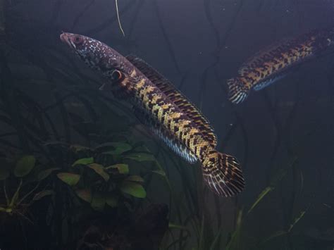 Fs Channa Aurantimaculata Golden Cobra Snakehead