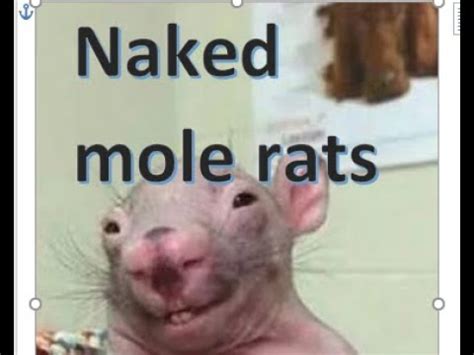 All You Have To Know About Naked Mole Rats Memes YouTube