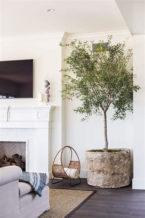 Crushing On: Large Indoor Trees - Stacy Risenmay