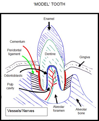 Tooth Anatomy And Tooth Supporting Structure By Dr Bana Flashcards