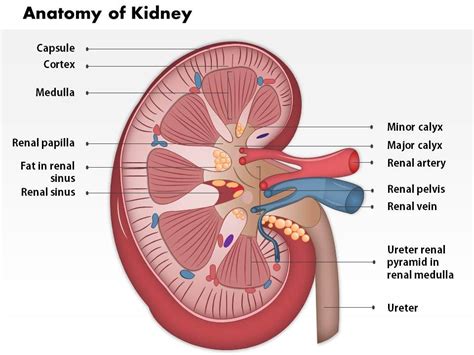 Kidney Anatomy Real