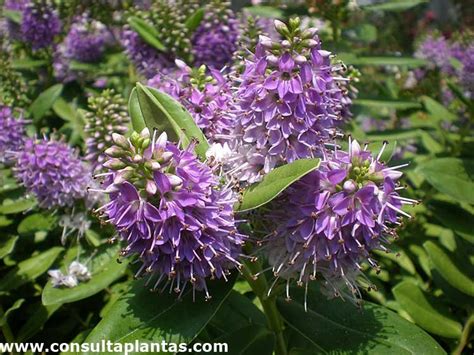 Hebe speciosa o Verónica Cuidados