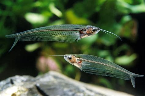 Glass Catfish: The Eye-Catching Transparent Fish Of Freshwater Tanks ...