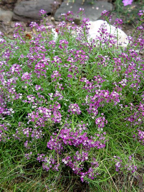 Purple Alyssum Garden Housecalls