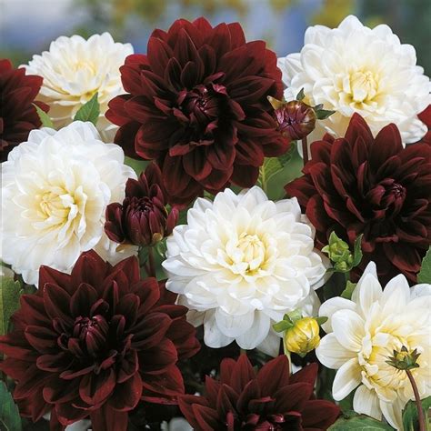 Get Dahlia Double Delight Duo Summer Flowering Bulb In Mi At English