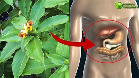 Insulin Plant For Diabetes How To Use Traditional Remedy For Diabetes