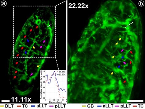 Real Time Study Of Spatio Temporal Dynamics 4d Of Physiological