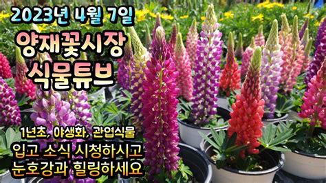 양재꽃시장 식물튜브 4월 7일 입고영상 시청 하시면서 눈호강과 힐링 하시길 바래요~~~~~ 양재꽃시장 식물튜브 월동 관엽