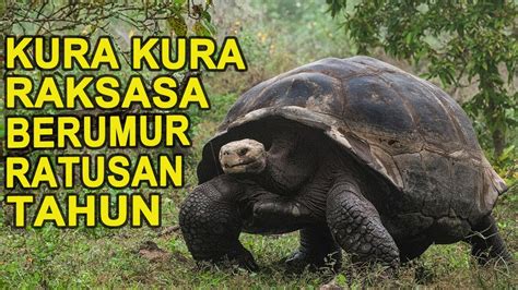 Kura Kura Terbesar Di Dunia Youtube